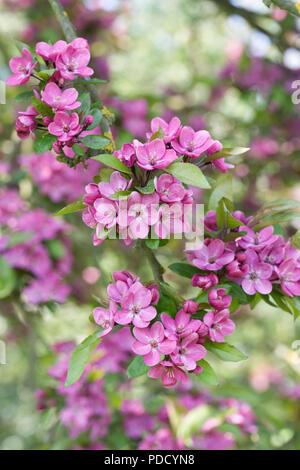 Malus blühen. Apfelblüte im Frühjahr. Stockfoto