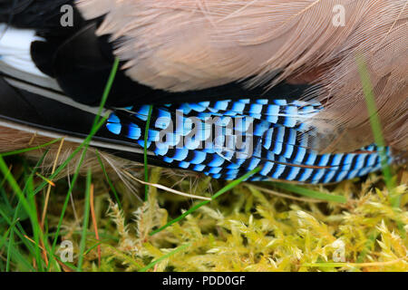 Eurasischer eichelhäher, Garrulus glandarius, buntes Gefieder. Vogel gefangen und getötet von Hauskatze im Garten. Stockfoto