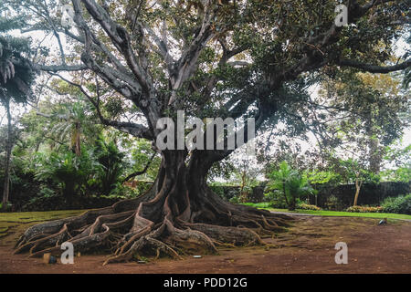 Große immergrüne Banyan Tree in Sao Miguel Azoren Portugal bei Antonio Borges. Die schiere Größe dieses Baumes ist Ehrfurcht gebietend, Sie Zehntausende von Menschen passen könnte Stockfoto