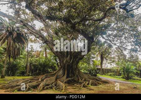 Große immergrüne Banyan Tree in Sao Miguel Azoren Portugal bei Antonio Borges. Die schiere Größe dieses Baumes ist Ehrfurcht gebietend, Sie Zehntausende von Menschen passen könnte Stockfoto