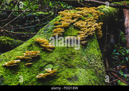 Die meisten Polypores sind essbar oder zumindest nicht toxisch. Halterung Pilze, Pilze oder Regal Regal- oder Halterung produzieren - geprägt oder gelegentlich Rundschreiben Fruchtkörper Bodi Stockfoto