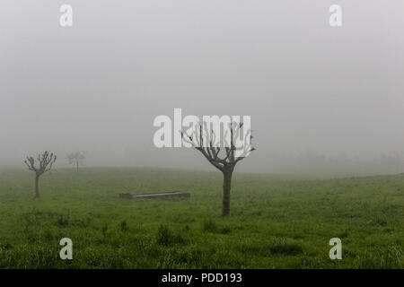 Baum in sehr dichter Nebel auf den Inseln Sao Miguel Azoren Portugal. Nebel ist ein sichtbares Aerosol bestehend aus winzigen Wassertröpfchen oder Eiskristallen untbr Stockfoto