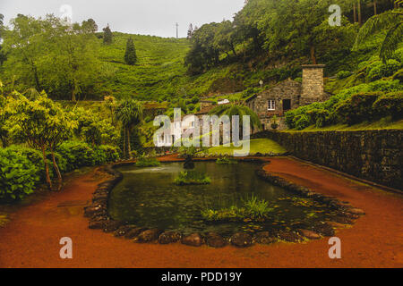 Ribeira dos Caldeiroes ist ein Muss für jeden Touristen, die Besuche der Insel Sao Miguel, Azoren, makaronesische Flora, Laurissilva, große Stop-Baum f Stockfoto