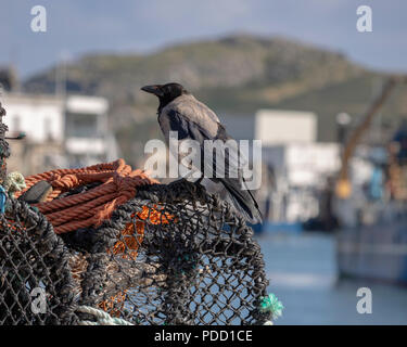 Eine Nebelkrähe (Corvus Cornix) sitzt auf einem Lobster Pot in Howth Hafen. Stockfoto