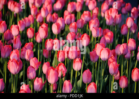 Rosa Tulpen im Frühjahr Sonnenuntergang Stockfoto