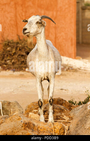 Single bärtigen Ziege stehend auf ein paar Felsen in der heißen Sonne. Stockfoto