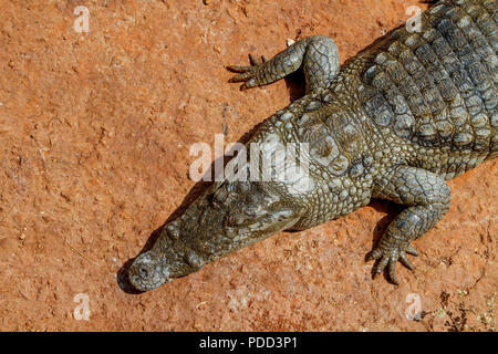 Krokodil von einem Bove in der heißen afrikanischen Sonne. Stockfoto