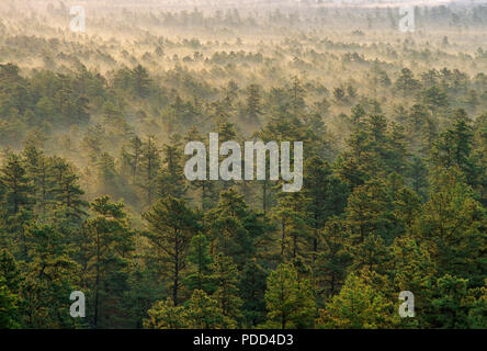 Wald sunrise, Pinelands National Reserve, NJ Pine Barrens, Pinienwald Stockfoto