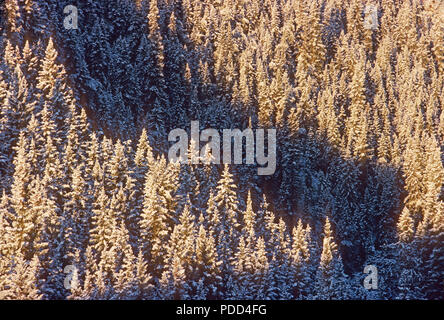 Taiga und Borealer Wald, Nadelwald immergrünen Wald. Weißer Fichte, Picea Hastata, Bäume mit Schnee, Alberta Stockfoto