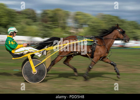 Turriff, Schottland - 06.August 2018: Sulky Laufen am Turriff Agricultural Show 2018 Stockfoto