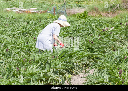 Frau Bauer arbeiten in einer Artischocke Feld, Sant'Erasmo Insel, Venedig, Venetien, Italien Kommissionierung violett Castraure, die erste Blüte an der Pflanze, eine Venet Stockfoto