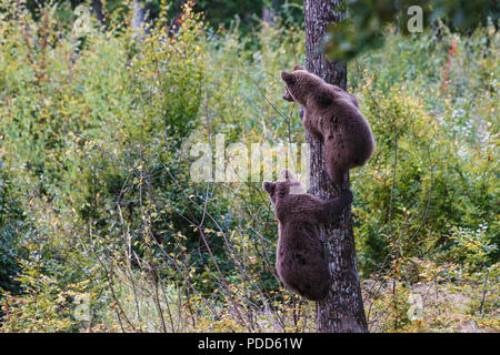 Brown bear Cubs klettert einen Baum im Herbst, Siebenbürgen, Rumänien Stockfoto