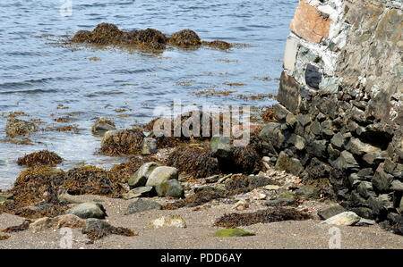 Bucht, Meer, Felsen, Algen und ein Teil der alten Mauer in Newport, Rhode Island Stockfoto