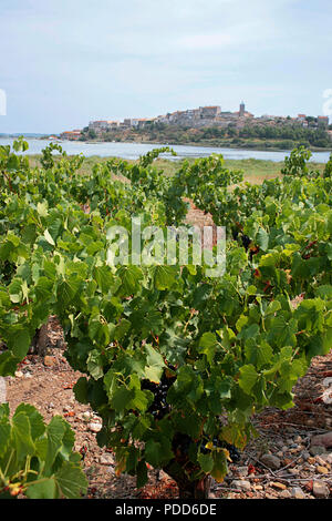 Allgemeine Ansicht von Bages, Aude, Royal, Frankreich, von einem in der Nähe gelegenen Weinberg Stockfoto