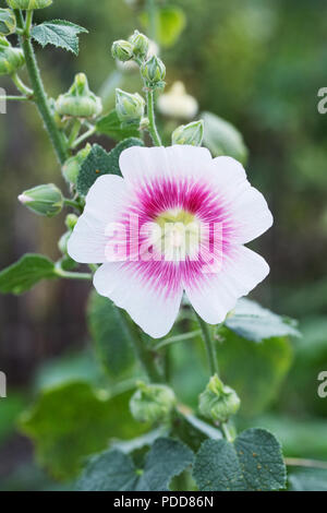 Alcea rosea 'Halo Blush'. Erröten Malve 'Halo' Blume. Stockfoto