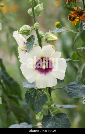 Alcea rosea 'Halo cream'. Hollyhock "Halo cream' Blumen. Stockfoto