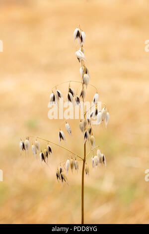 Reif gemeinsame Oat - Avena sativa - Samen auf einem gelben Hintergrund. Stockfoto