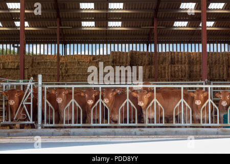 LIMOUSIN, Frankreich - eine Reihe von jungen Limousin Rinder in die Kamera schaut von der stabilen Stockfoto