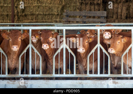 LIMOUSIN, Frankreich - eine Reihe von jungen Limousin Rinder in die Kamera schaut von der stabilen Stockfoto