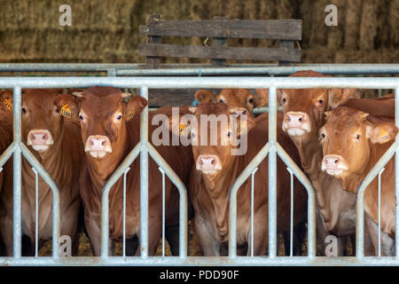 LIMOUSIN, Frankreich - eine Reihe von jungen Limousin Rinder in die Kamera schaut von der stabilen Stockfoto