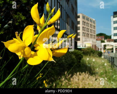 Gelbe Blumen in den Pariser Vororten, Sommer Stockfoto