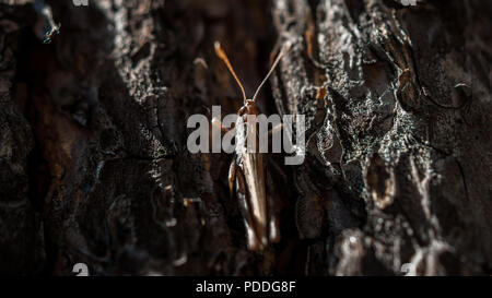 Closeup Bild eines braunen Grashüpfer versteckt sich in der Pine Tree bark an einem heißen Sommertag Stockfoto