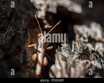 Closeup Bild eines braunen Grashüpfer versteckt sich in der Pine Tree bark an einem heißen Sommertag Stockfoto