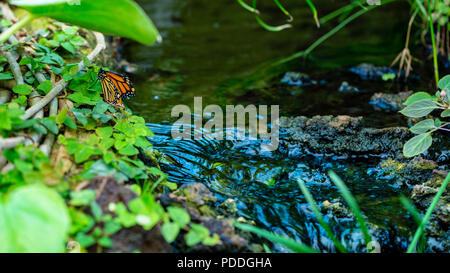 Orange Schmetterling werden Einstellung in der Nähe von Bach im Dschungel. Stockfoto