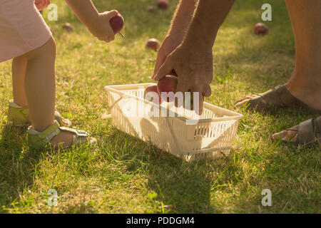 Süße kleine Mädchen holen die Apple auf Garten mit ihrem Großvater, und legen Sie sie in den Warenkorb. Stockfoto