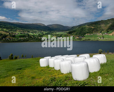 Heuballen aus weißem Kunststoff in einem Feld gewickelt, Norwegen Stockfoto