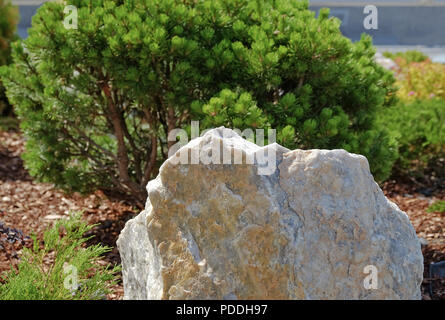 Landschaft gestalten. Büsche, Felsen Zwerg fichte Blumen Farn Stockfoto