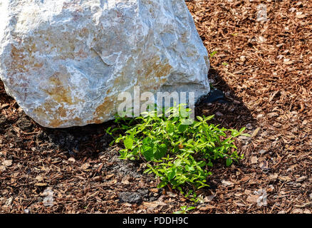 Landschaft gestalten. Büsche, Felsen Zwerg fichte Blumen Farn Stockfoto