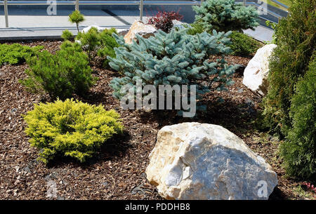 Landschaft gestalten. Büsche, Felsen Zwerg fichte Blumen Farn Stockfoto