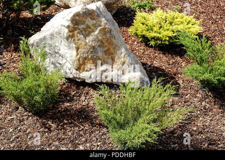 Landschaft gestalten. Büsche, Felsen Zwerg fichte Blumen Farn Stockfoto