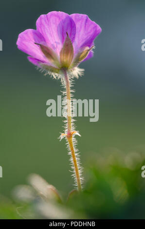 Bloody Cranesbill, wilde Blume Stockfoto