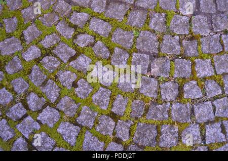 Moss zwischen Kopfsteinpflaster an einem Tag im Sommer wachsen Stockfoto