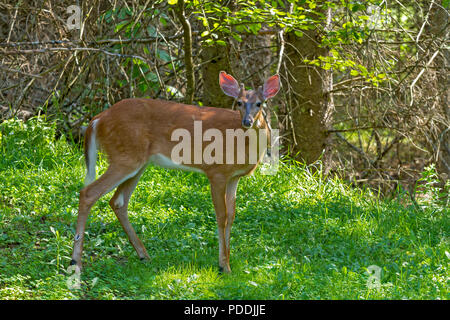 Ein junger Weißer wedelhirsch im Wald Stockfoto
