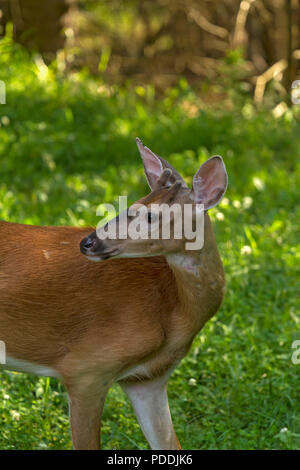 Junge männliche White tailed deer im Wald Stockfoto