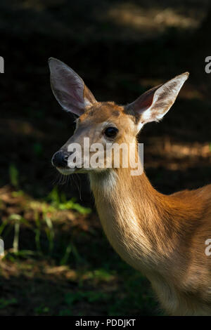 Nahaufnahme eines jungen männlichen weißen Hirsches im Wald Stockfoto