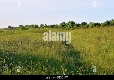 Zurück Nach oben durch das Schilf zu einem Baum Leitung Stockfoto