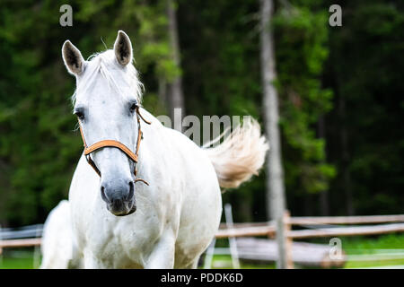 Weißen Lipizzaner Pferd läuft in stabilen Stockfoto