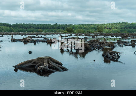 Blakemere Moss in Delamere Forest, Cheshire, UK. Nach einem langen Bann der heiße Wetter der Wasserstand niedrig ist, zeigt Hunderte von Baumstümpfen. Stockfoto