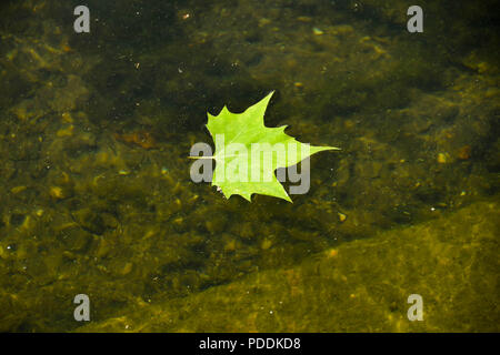 Bright Green leaf Floating auf klares Wasser Stockfoto