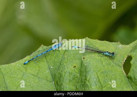 Hufeisen-azurjungfer (Coenagrion puella) - Männlich und Weiblich - Stockfoto