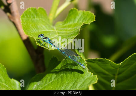 Weibliche Hufeisen-azurjungfer (Coenagrion puella) mit Grün oder Hellblau und umfangreichen schwarzen Markierungen. Stockfoto