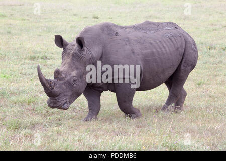 Seitliche Sicht auf ein weißes Nashorn im Krüger National Park Stockfoto