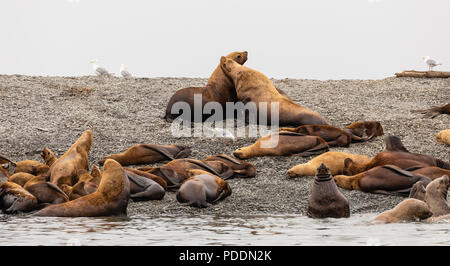 Steller Seelöwen mitgeführt und auf einer Insel in der niederländischen Gruppe im Prince William Sound in Southcentral Alaska. Stockfoto