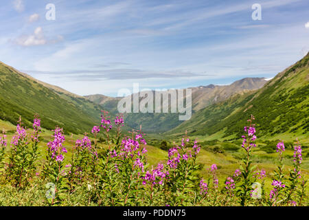 Bereich der Fireweed in Chugach National Forest entlang Palmer Creek Valley in Southcentral Alaska. Stockfoto