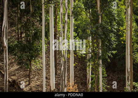 Gum Tree Forest mit weißen Amtsleitungen Stockfoto