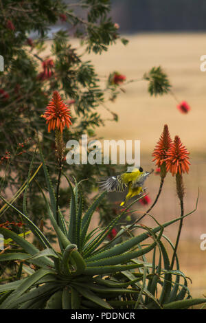 African Black-headed Pirol (Oriolus larvatus) essen Aloe Blumen Stockfoto